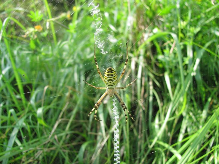 Argiope bruennichi (M+F) - Sostegno (BI)